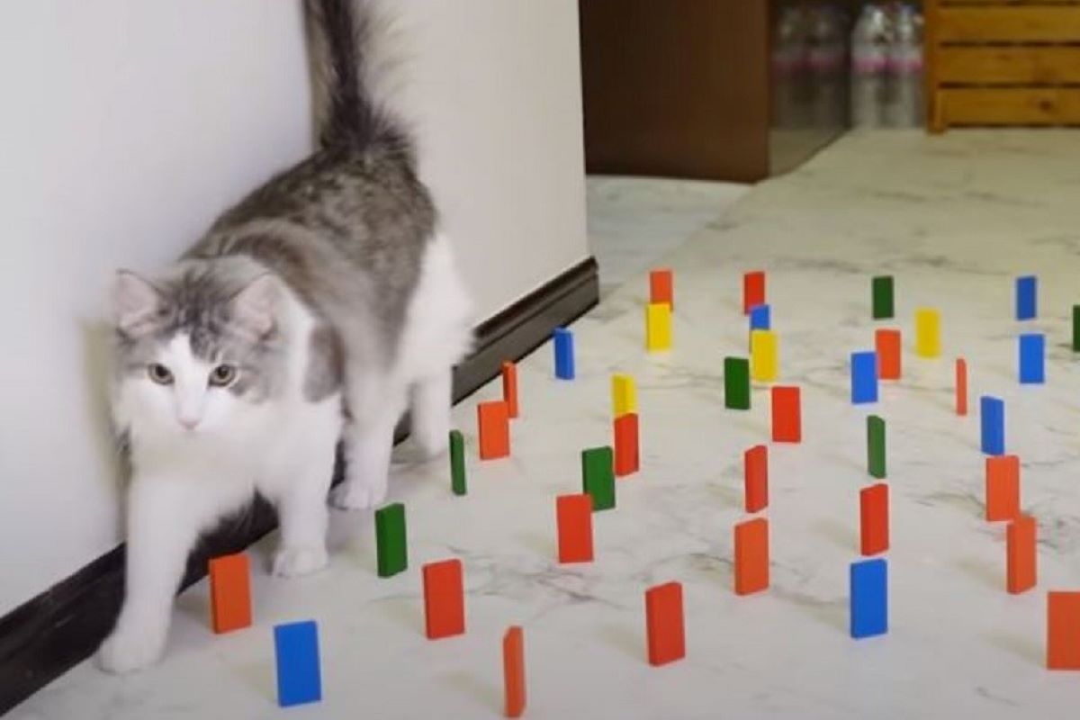 giochi che stimolano l'intelligenza del gattino 