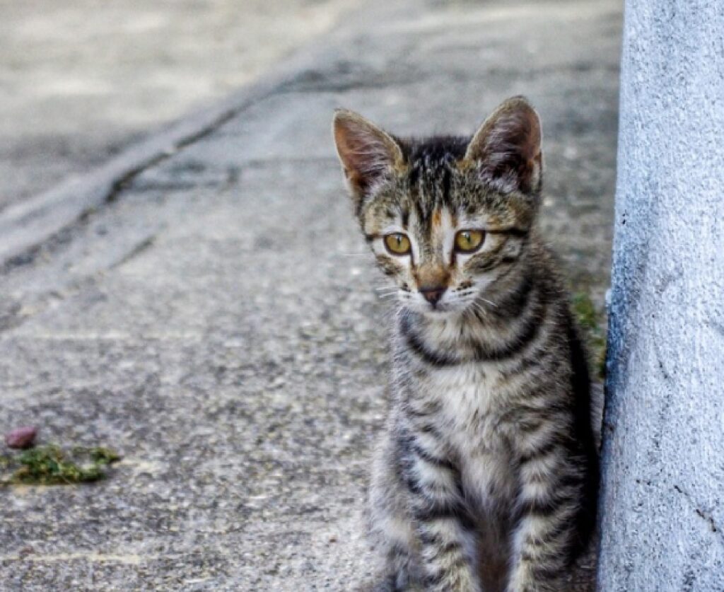 gorizia gatto adesso sta bene dopo visite