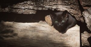 Gorizia, gatto rimane intrappolato nel sottotetto dell’ex scuola, scattano i soccorsi