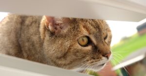 I gattini giocano ad un nascondino “alternativo”, il video è tutto da scoprire