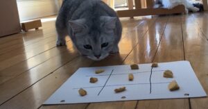 I gattini giocano con la loro proprietaria a tris, tutta l’imperdibile sfida in video