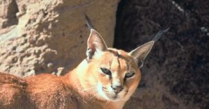 Il gattino Caracal si accorge che un “nemico” lo insegue, la sua esilarante reazione in video