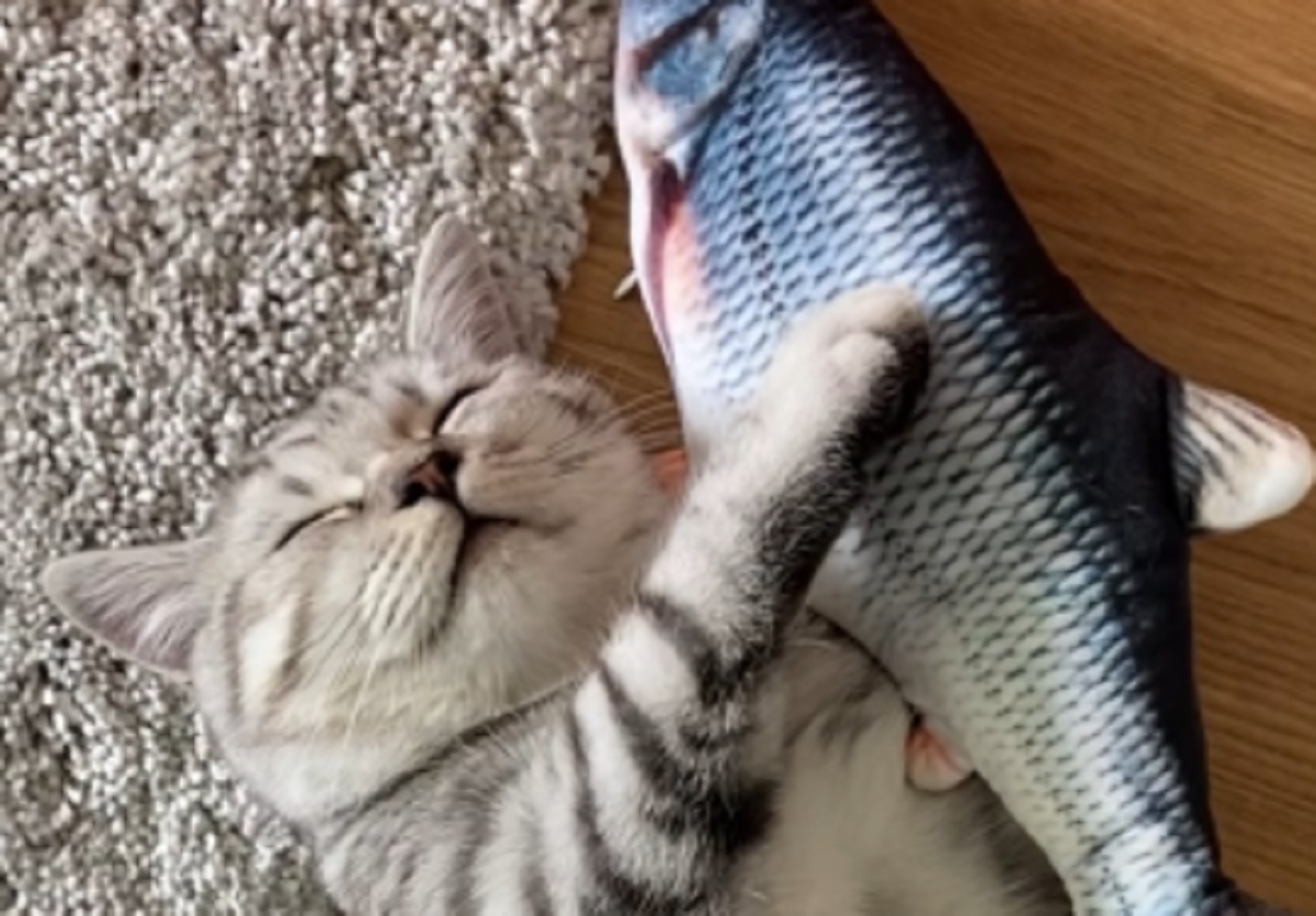 felino dormire pesce