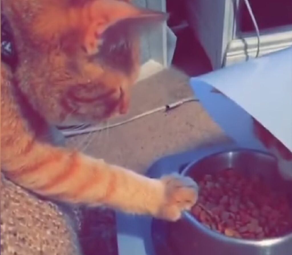 simba gattino fratello collare elisabettiano