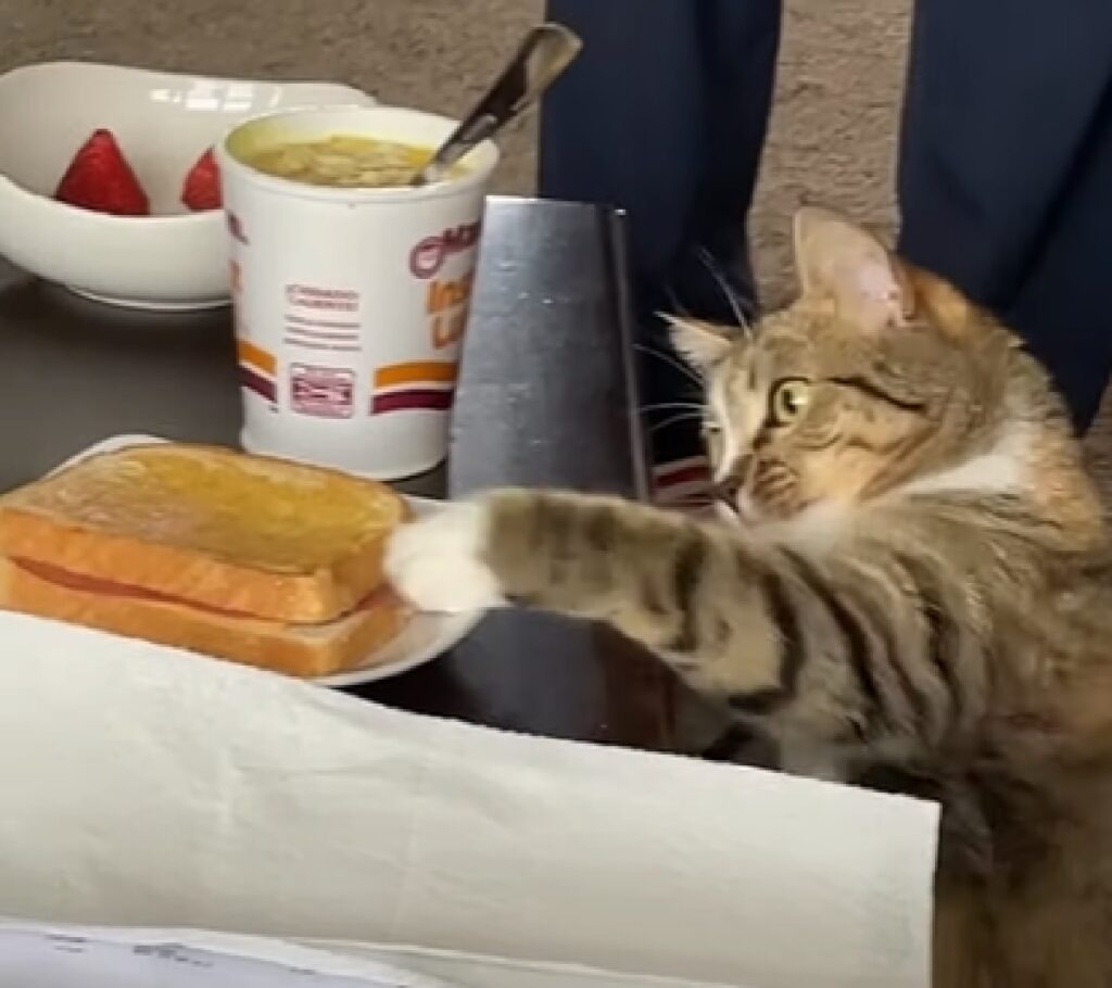 koshi gattino soriano vuole il toast