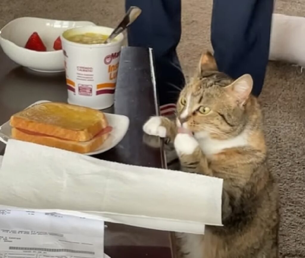 koshi gattino soriano fame soggiorno