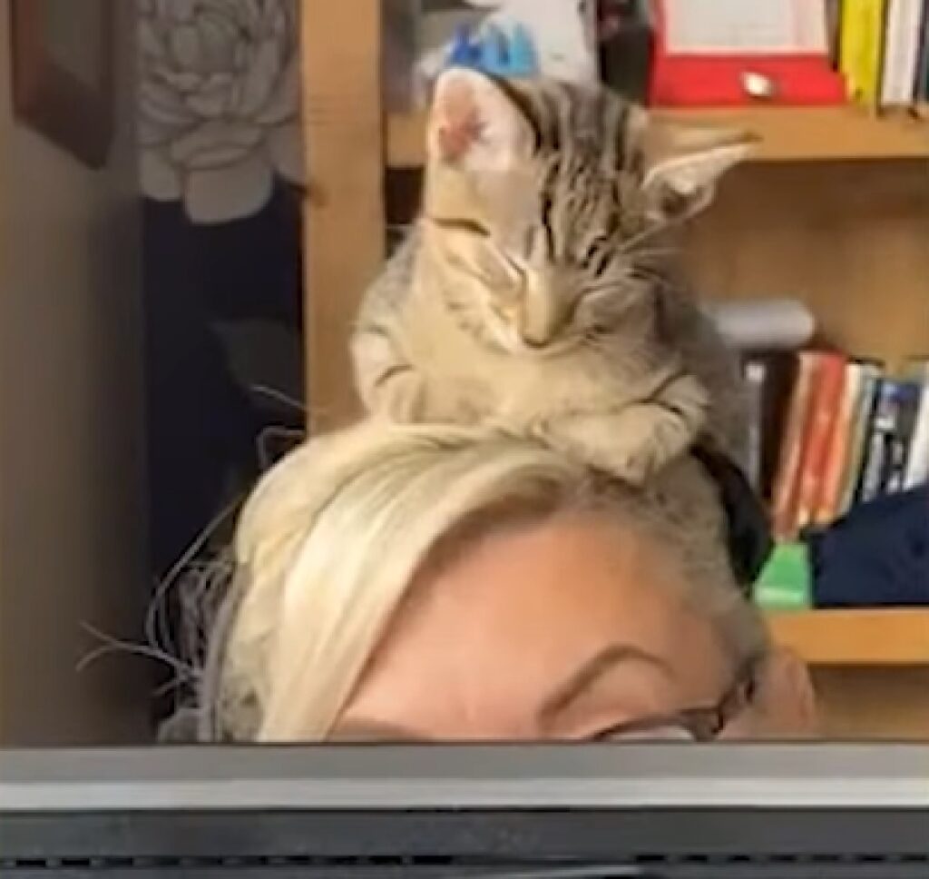 bobble gattino soriano addormenta sulla testa