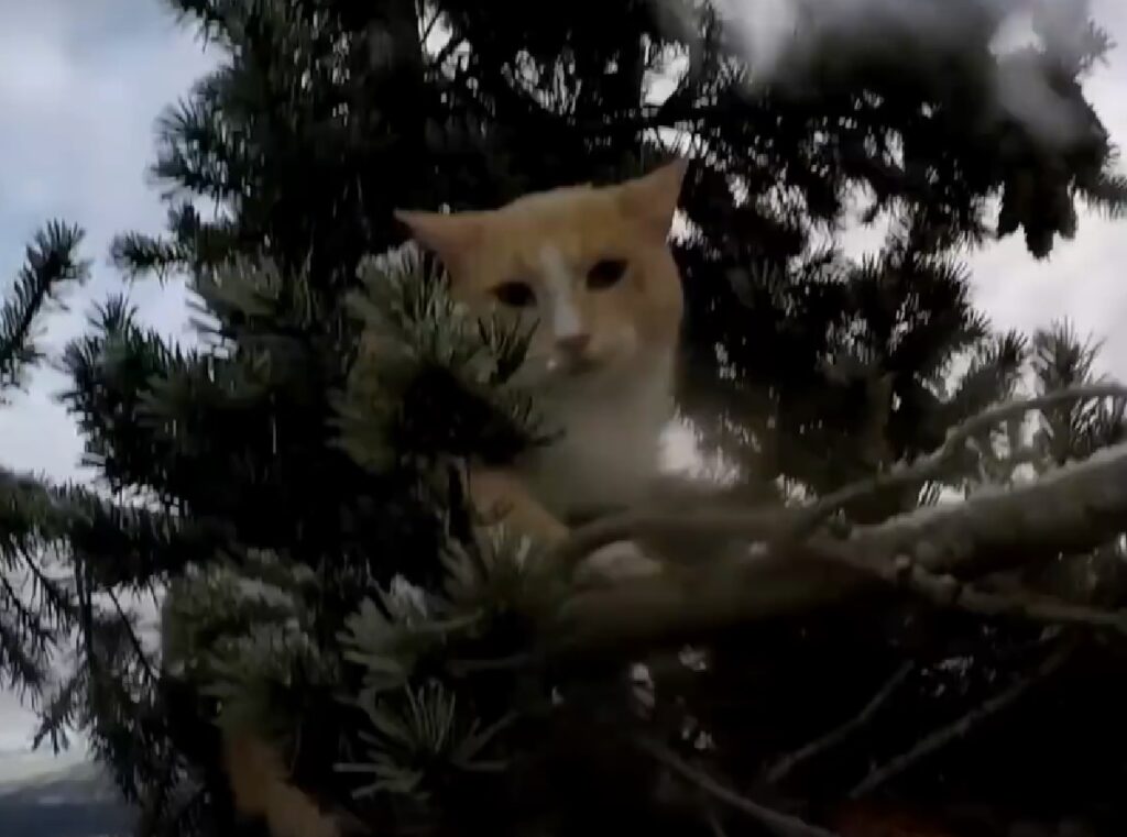 stevens gattino salvataggio su albero altissimo