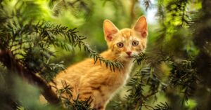 Il gattino Stevens ed il suo salvataggio su un albero di 30 metri, il video