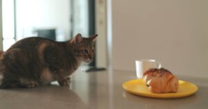 Il gattino Tobi ha un particolare debole per il pane, il video è tenerissimo