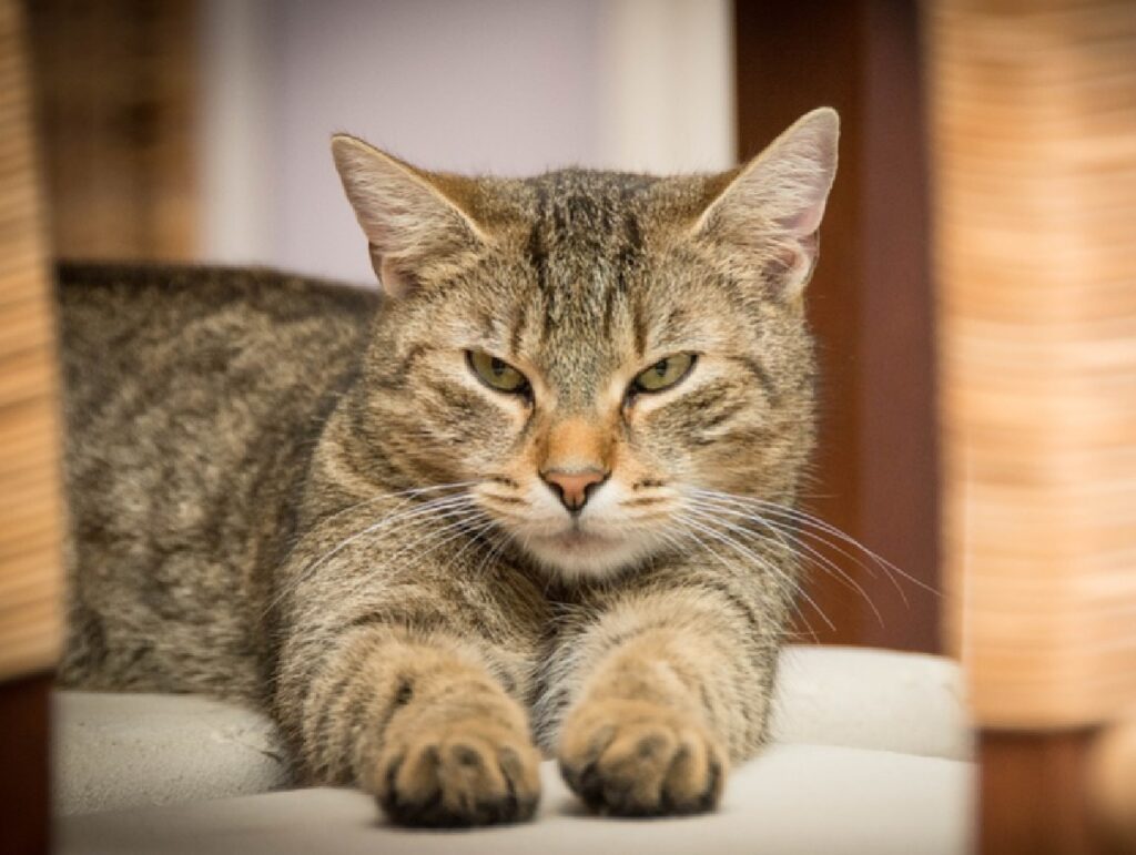 gatto incontra sebastian vettel