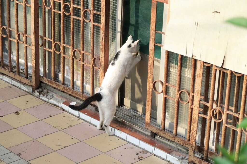 gatto che vuole entrare in casa