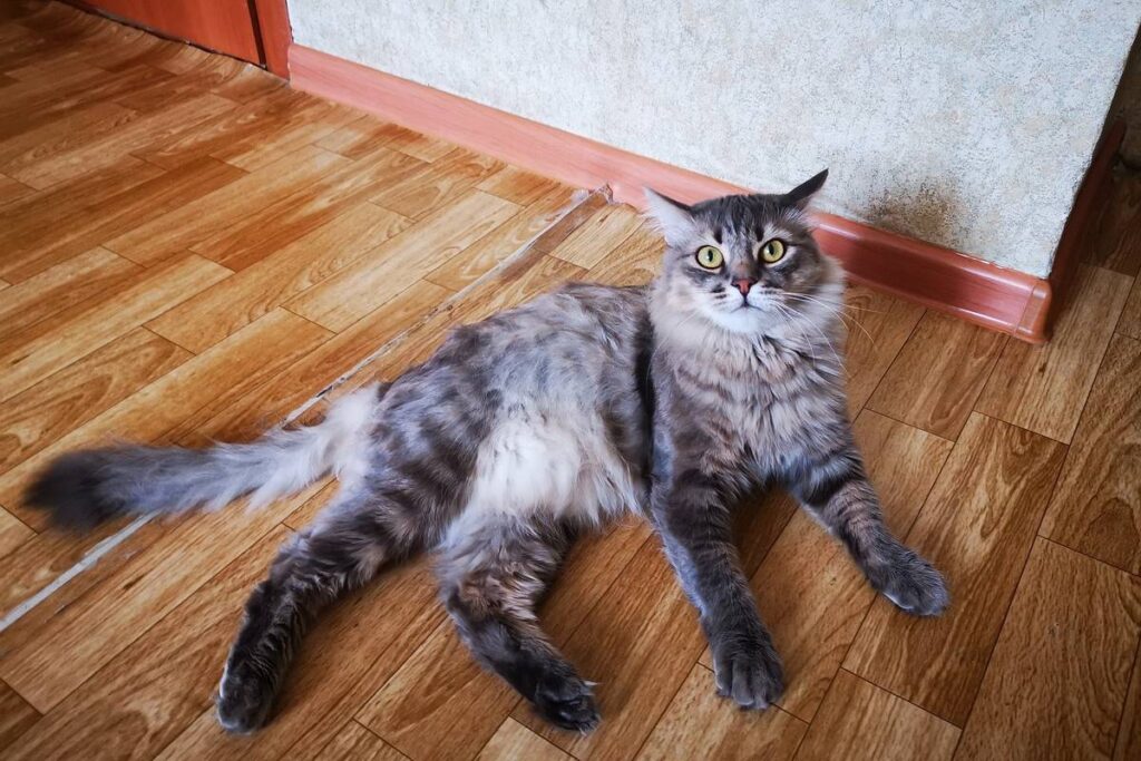 maine coon in casa