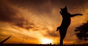 Karate cats: 10 gatti che hanno risvegliato il loro istinto da ninja