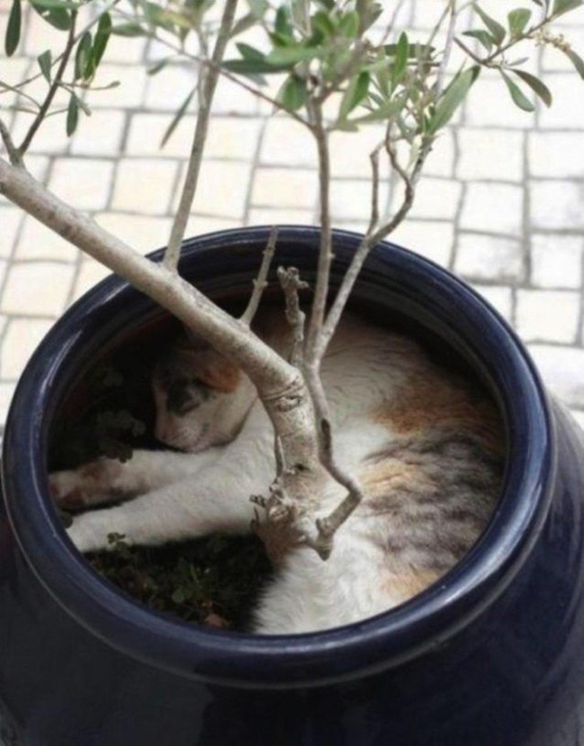 gatto nel vaso