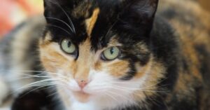 La gattina calico e la sua antipatia per gli strofinacci, la divertente vicenda in video