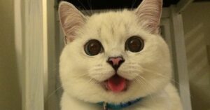 Lingue di gatti: I 10 che amano stare con la lingua di fuori