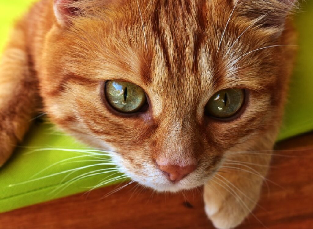gatto curiosità negli occhi