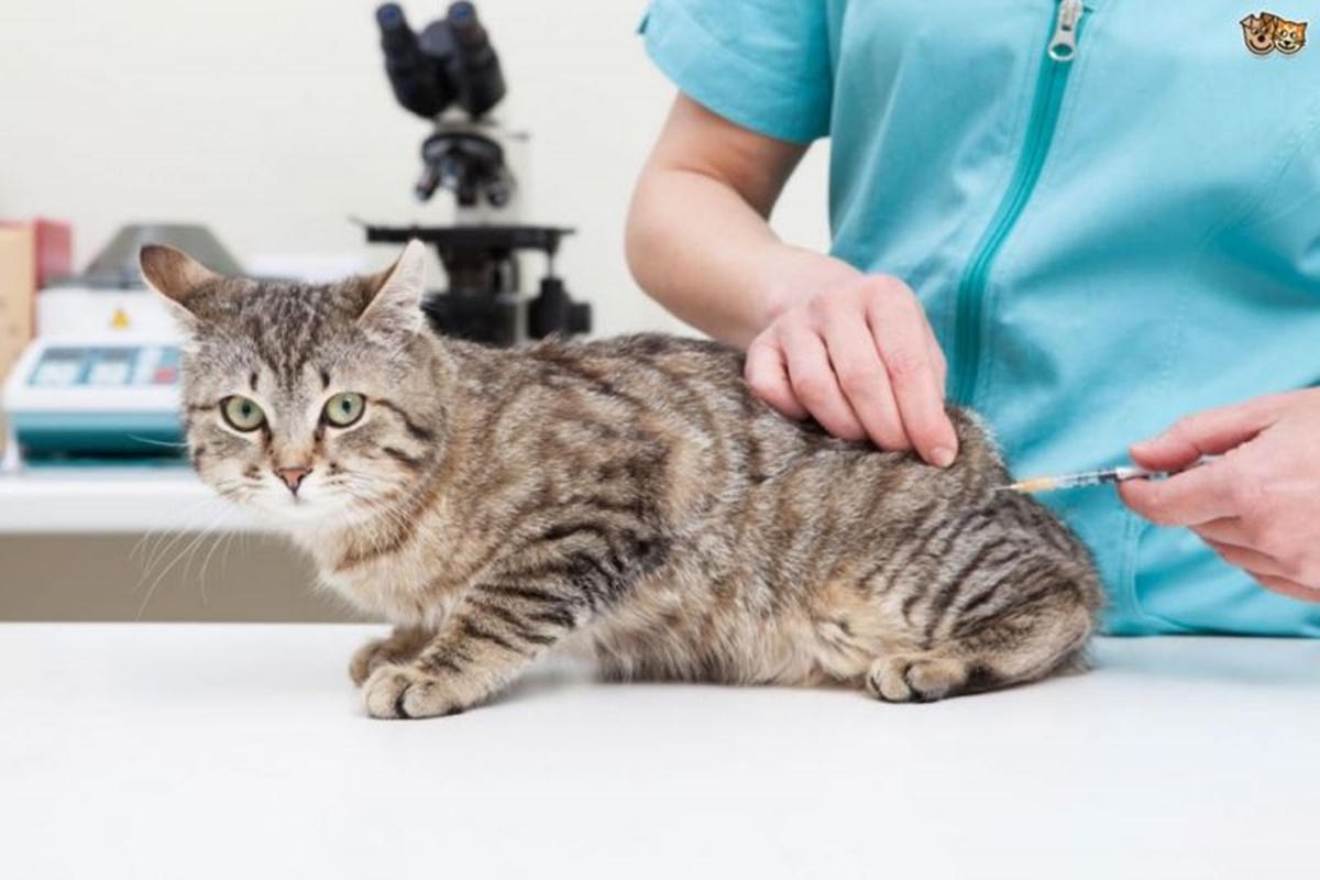 gatto vaccinato
