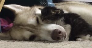 Un povero gattino abbandonato viene adottato da una mamma Husky (VIDEO)