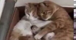 I gattini vengono coccolati da mamma e papà gatto: un’immagine meravigliosa (VIDEO)