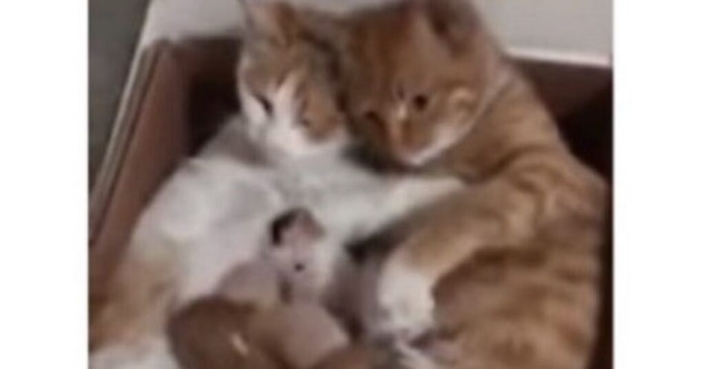 mamma e papà gatto con cuccioli