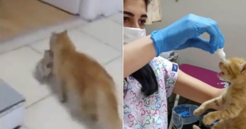 mamma gatta porta gattini dalla veterinaria e lei li cura
