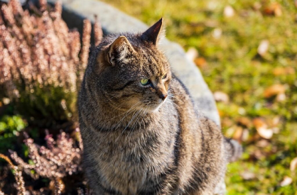 leo gatto abbandonato associazione protesta