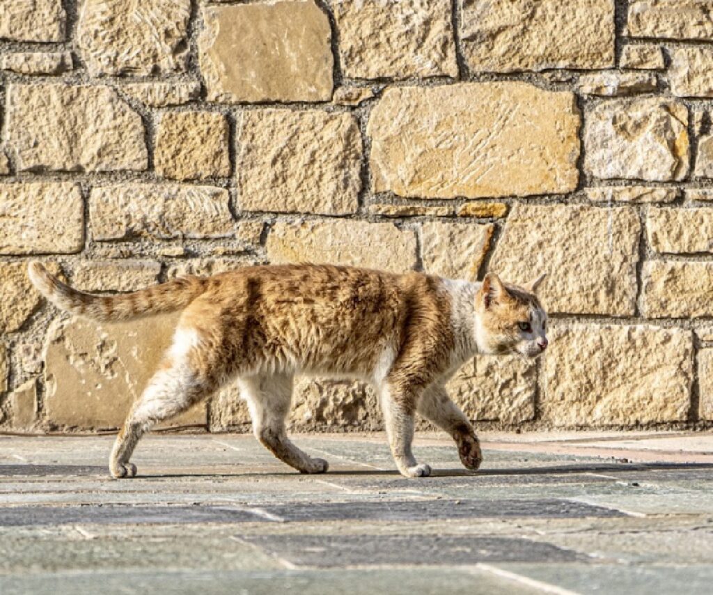 leo gatto triste giudizio