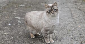 Mantova, il gatto viene prima adottato e poi abbandonato, scoppia la polemica