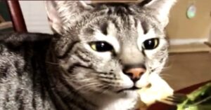 Al gattino Mau egiziano viene da vomitare ogni volta che sente l’odore di cibi umani (VIDEO)