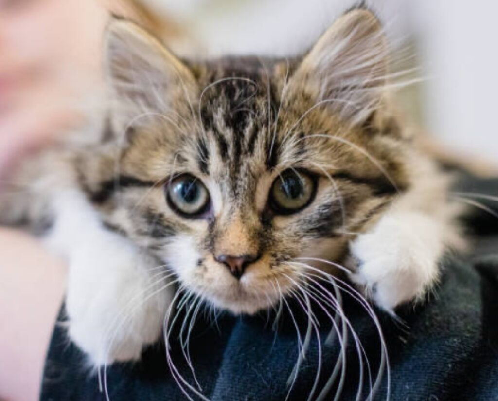 monte argentario gatto segnalazione pericolo di vita