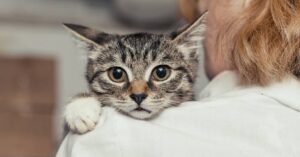 Monte Argentario, gatto rischia la vita a causa di una fascetta in plastica, viene salvato