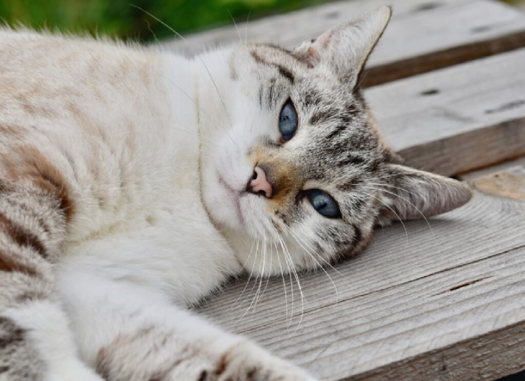 gatto simone perdita di proprietaria pesante