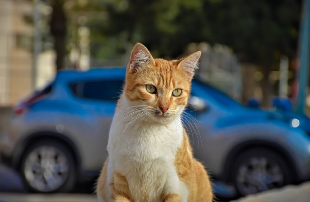 polifemo gatto città napoli centro