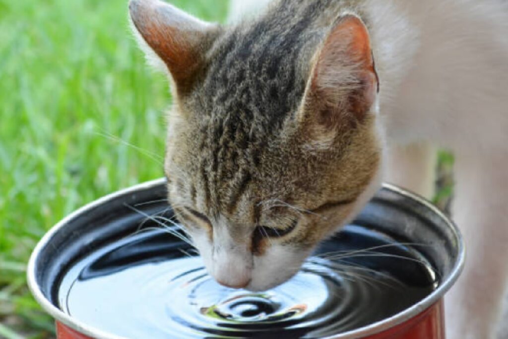 gatti possono bere ciotola acqua
