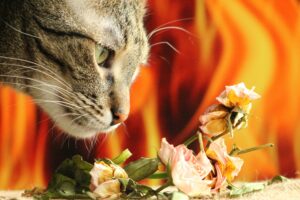 Esistono degli odori che i gatti non sentono?