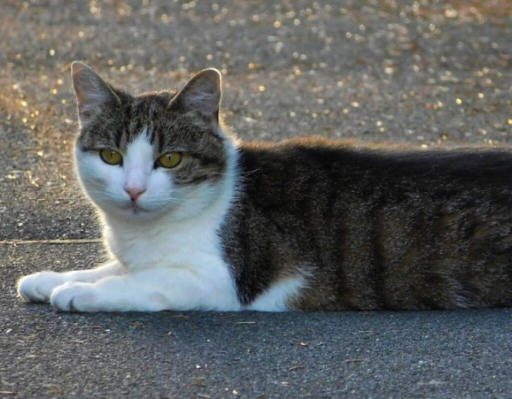 olbia gatto investito e lasciato martoriato su marciapiede