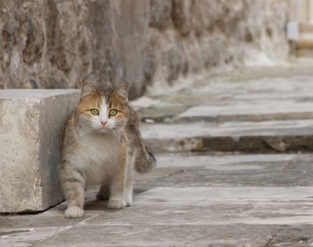 olbia gatto messo sotto auto vicino spiaggia