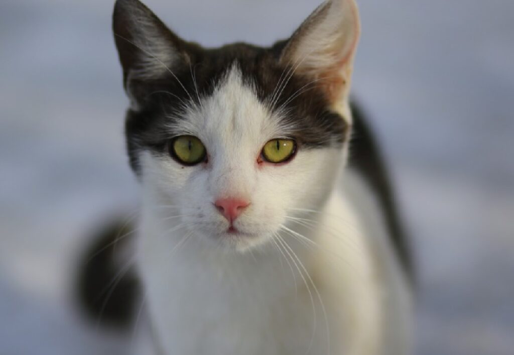 olbia gatto pelo bianco nero