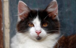 Olbia, il gatto Pulce, ormai sindaco della città, compie 5 anni