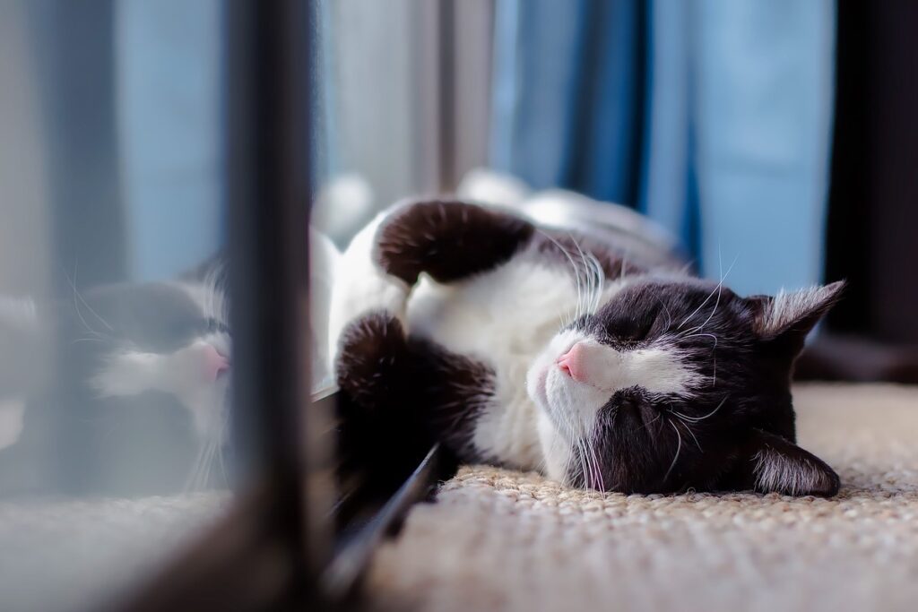 gatto dorme sul pavimento