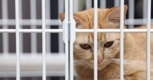 Panama, gatto cerca di intrufolarsi in una prigione, arrestato