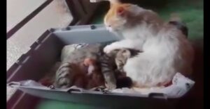 Un dolce papà gatto aiuta la sua compagna a partorire (VIDEO)