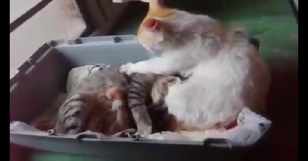 papà gatto aiuta compagna a partorire gattini