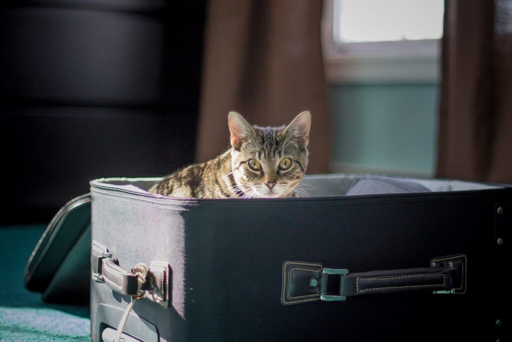 gatto nella valigia