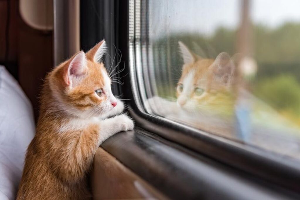 gattino in treno