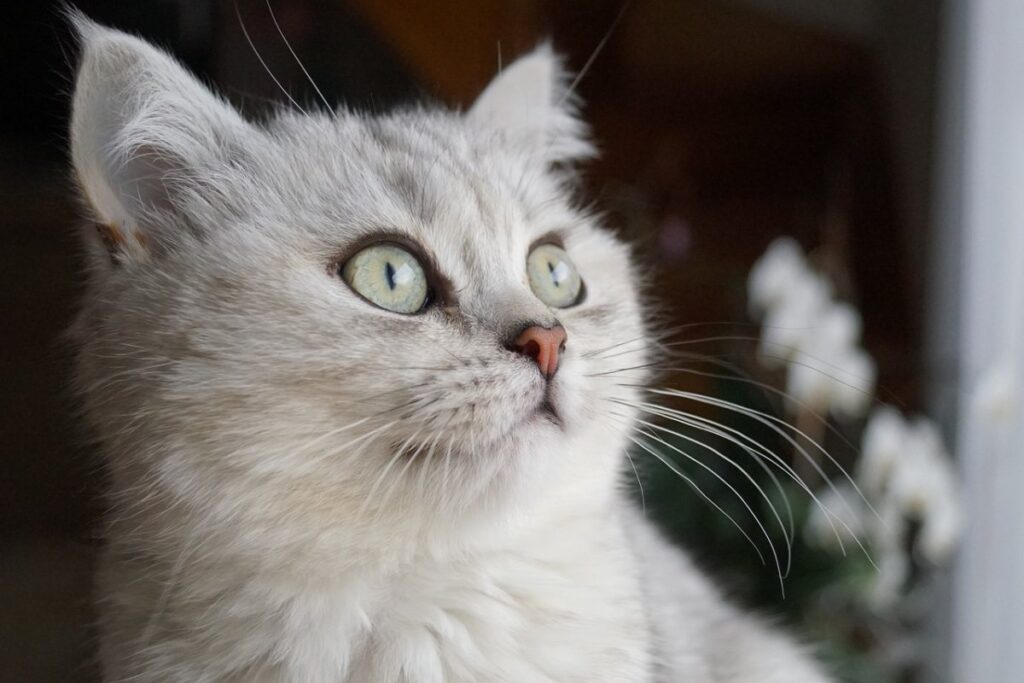 gatto persiano grigio
