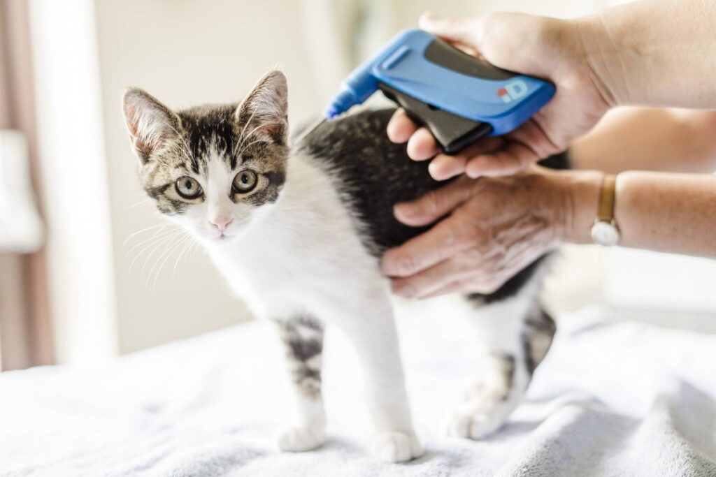 veterinario mette il microchip al gatto