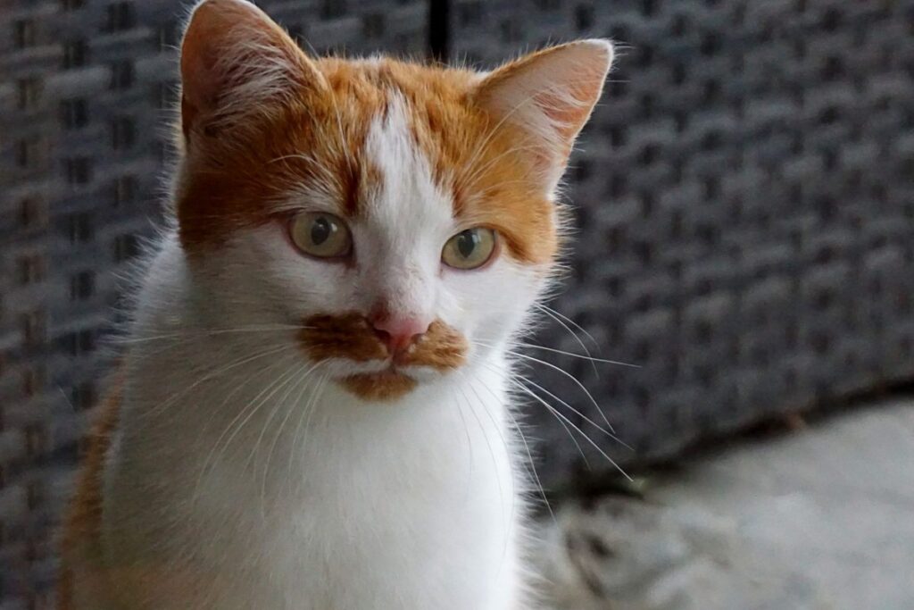 gatto con i baffi arancioni